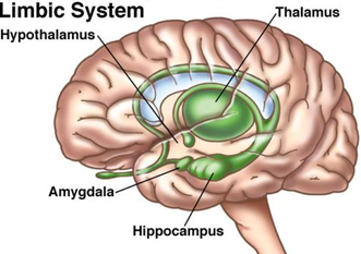 Diagram illustrating the fight-or-flight response mechanism in the human body